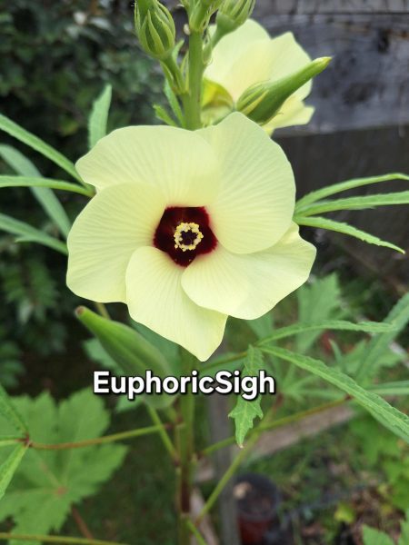 euphoricsighokra